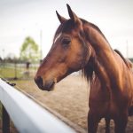 Animal Brown Horse