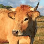 Aubrac Fr48 Vache